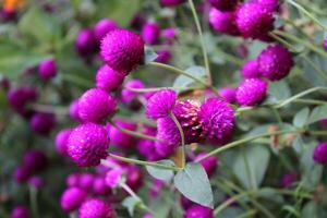 Globe amaranth or Gomphrena globosa purple flowers photo