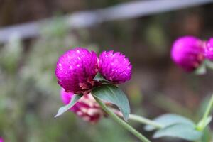 Globe amaranth or Gomphrena globosa purple flowers photo