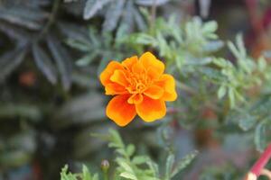 Tagetes, Calendula or Merigold yellow and red flower photo