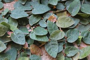 Ficus Pumila, Creeping Fig or Climbing Fig photo