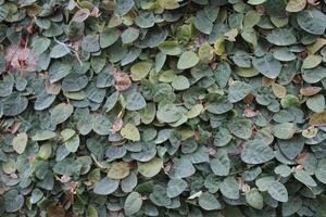 Ficus Pumila, Creeping Fig or Climbing Fig photo
