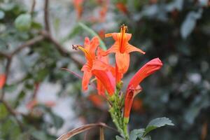 Honeysuckle or Tecoma Capensis flowers photo