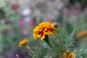 Tagetes, Calendula or Merigold yellow and red flower photo