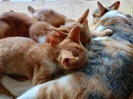 Several kittens are nursing from their mother, a brown cat. photo