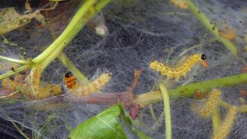 Weaving trees with cobwebs by larvae, Caterpillars of American white butterfly Hyphantria cunea, moth fall webworm quarantine pest on leaves video