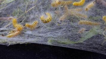 Weaving trees with cobwebs by larvae. Caterpillars of American white butterfly Hyphantria cunea, moth fall webworm quarantine pest on leaves video