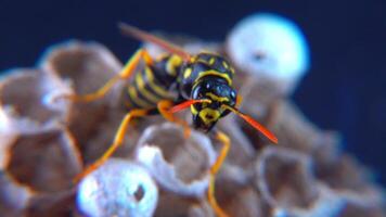 The European paper wasp Polistes dominula, wasp guarding larvae on her little paper nest video