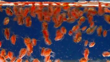 Daphnia magna, Crustacea, Cladocera - small planktonic freshwater crustaceans float in the water and floats up to the light video