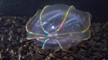 Combine jelly digesting caught comb jelly Mnemiopsis, comb plates glistening in the light video