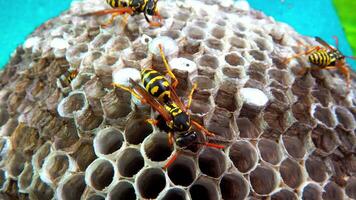 Paper wasp Polistes gallicus - Wasp nest with larvae and pupae in paper honeycomb video