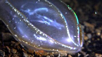 Combine jelly digesting caught comb jelly Mnemiopsis, comb plates glistening in the light video