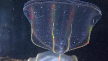 Black Sea, Jellyfish Beroe ovata - devouring Mnemiopsis leidy. Combine jelly digesting caught comb jelly Mnemiopsis, comb plates glistening in the light video