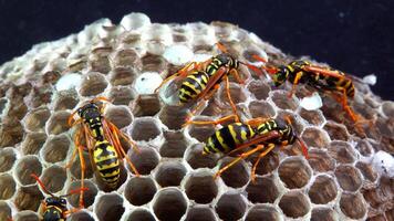 Paper wasp Polistes gallicus - Wasp nest with larvae and pupae in paper honeycomb video