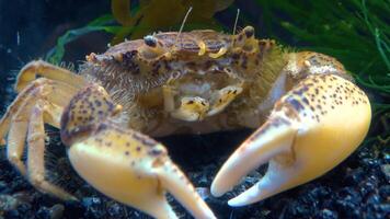 Black Sea, Invasive crab, invader Rhithropanopeus harrisii Zuiderzee crab, dwarf crab, estuarine mud crab video