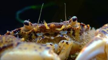 Black Sea, Invasive crab, invader Rhithropanopeus harrisii Zuiderzee crab, dwarf crab, estuarine mud crab video