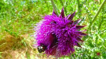 Beetles and bees collect pollen and nectar on a red flower Carduus nutans, Ukraine video