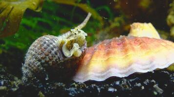 Gastropods mollusc netted dog whelk Tritia reticulata, close up. Black Sea. video