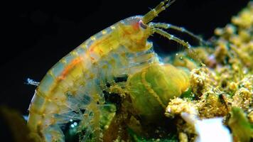 Small crustacean Gammarus, caught by a small Actinia - an invader in the Black Sea Diadumene lineta video