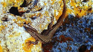 The sand lizard Lacerta agilis, reptile on the coastal rocks of Bulgaria video