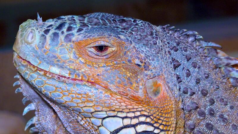 Kopf Nahansicht das Grün Leguan, verbreitet Leguan -Leguan Leguan- 51484011 Stock-Video bei Vecteezy