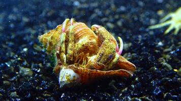 Small hermit crab Diogenes pugilator in the shell of Rapana venosa video