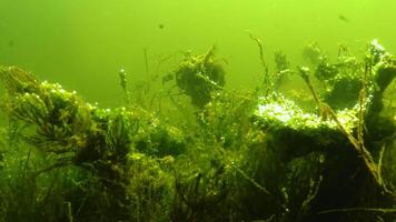 Thickets of aquatic flowering plants and oxygen-producing algae in Yalpug Lake, Ukraine video