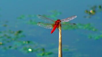Red dragonfly Crocothemis erythraea sits on the tip of a reed. Ukraine video