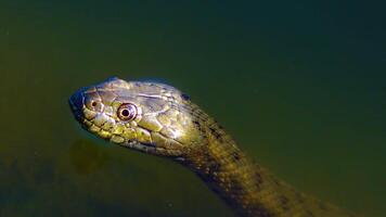 The dice snake Natrix tessellata, snake head sticking out of the water video