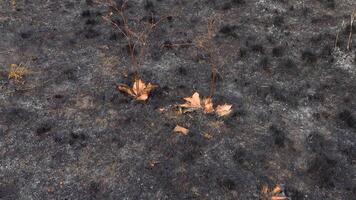 Fire in the wild. Burnt slopes of the estuary, an environmental problem due to the death of wild animals and plants video