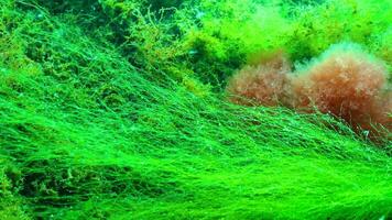 Underwater landscape, red alga Callithamnion sp. moves in the water column at the bottom in the Black Sea video