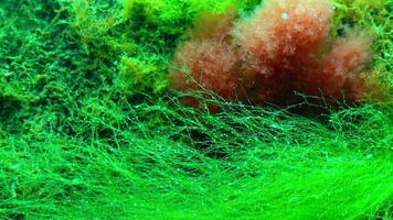 Underwater landscape, red alga Callithamnion sp. moves in the water column at the bottom in the Black Sea video