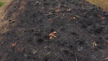 Fire in the wild. Burnt slopes of the estuary, an environmental problem due to the death of wild animals and plants video