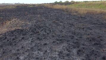 Fire in the wild. Burnt slopes of the estuary, an environmental problem due to the death of wild animals and plants video