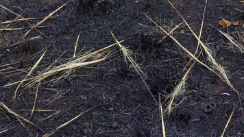 Fire in the wild. Burnt slopes of the estuary, an environmental problem due to the death of wild animals and plants video