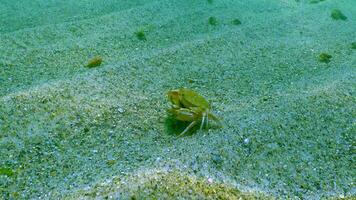Male and female Swimming crab Macropipus holsatus, running along the sandy bottom in the Black Sea video