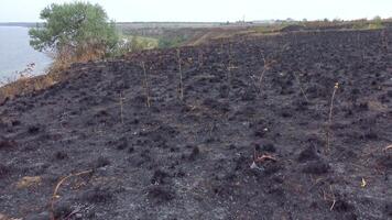 Fire in the wild. Burnt slopes of the estuary, an environmental problem due to the death of wild animals and plants video