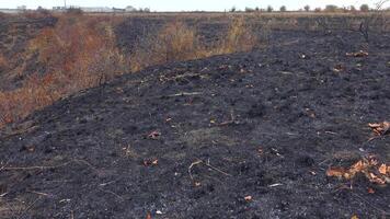 Fire in the wild. Burnt slopes of the estuary, an environmental problem due to the death of wild animals and plants video
