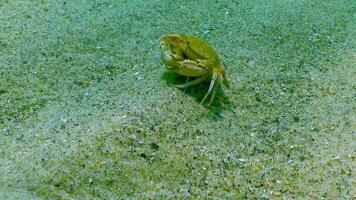 Male and female Swimming crab Macropipus holsatus, running along the sandy bottom in the Black Sea video