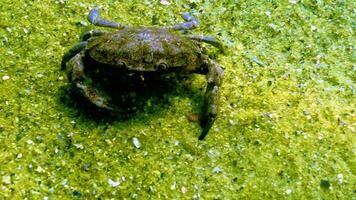 Jaguar round crab Xantho poressa running along the bottom and helping himself with claws, the Black Sea video