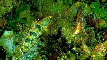 Tubenose goby Proterorhinus marmoratus hiding among algae and shellfish on the seabed in the Black Sea video