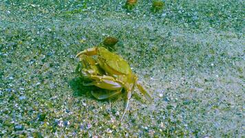 Male and female Swimming crab Macropipus holsatus, running along the sandy bottom in the Black Sea video