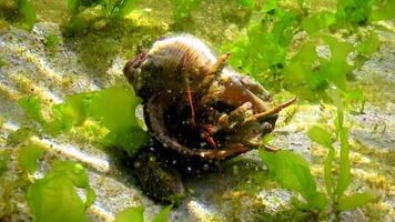 Hermit crab Clibanarius erythropus, crayfish protrudes from the shell of a mollusk rapana on a stone near the shore in the Black Sea video