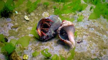 Hermit crab Clibanarius erythropus, crayfish protrudes from the shell of a mollusk rapana on a stone near the shore in the Black Sea video
