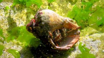 Hermit crab Clibanarius erythropus, crayfish protrudes from the shell of a mollusk rapana on a stone near the shore in the Black Sea video