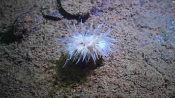 Elegant anemone Sagartia elegans, animal filmed in the hold of a sunken ship, Black Sea video