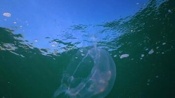 Floating in the water column Common -moon- jellyfish Aurelia aurita swims over algae in the Black Sea video