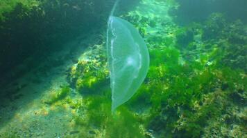 Floating in the water column Common -moon- jellyfish Aurelia aurita swims over algae in the Black Sea video