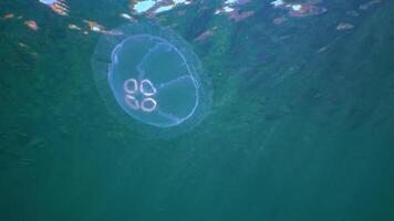 Floating in the water column Common -moon- jellyfish Aurelia aurita swims over algae in the Black Sea video