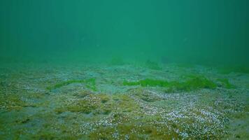 Overgrown with unicellular algae, sand on the seabed releases oxygen bubbles into the water, Black Sea video