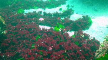 A layer of Phyllophora algae at the bottom sways under the influence of waves, the Black Sea video